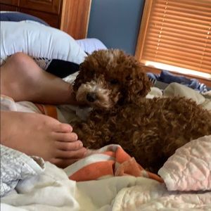 Meet your Posher, Dannielle